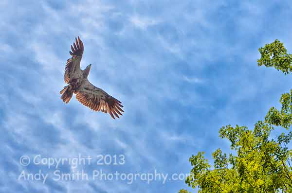 Juvenile Bald Eagle over the Delaware